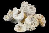 Jurassic Coral Colony (Thecosmilia) Fossil - Germany #157308-1